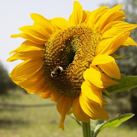파세코 Casa Raineri 빌라 외부 사진